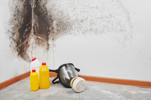 Best Insurance-Related Mold Remediation in Montevideo, MN