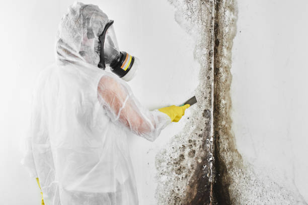 Best Black Mold Remediation in Montevideo, MN
