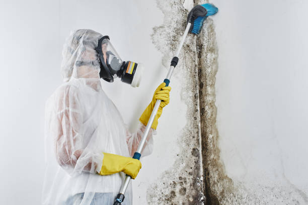 Montevideo, MN Mold Remediation Company