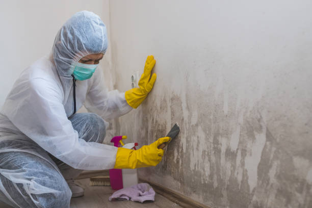 Best Residential Mold Remediation in Montevideo, MN