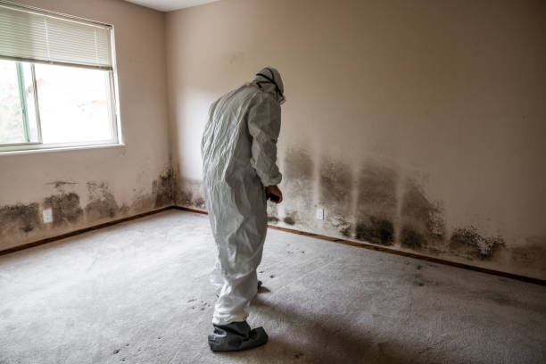Best Industrial Mold Remediation in Montevideo, MN