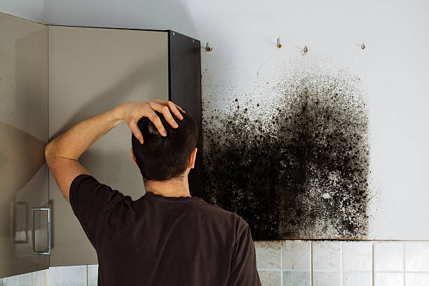 Best Kitchen Mold Remediation in Montevideo, MN